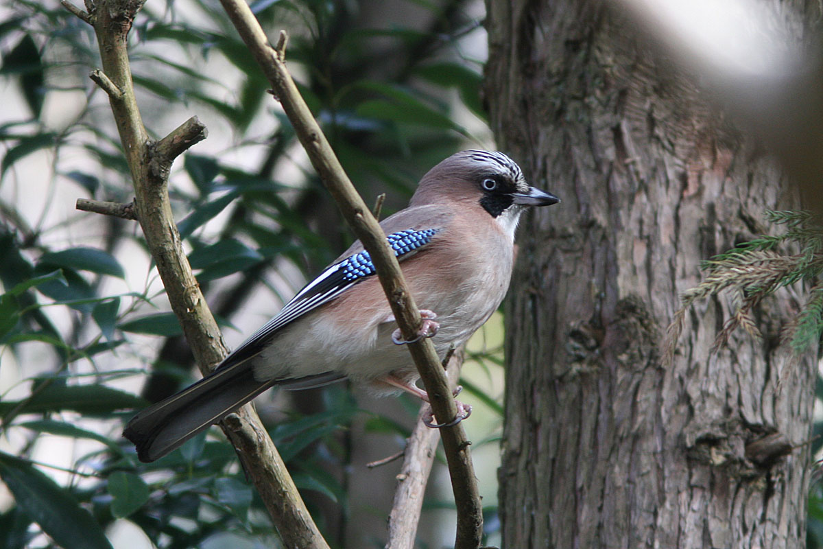 谷戸山公園ではいろいろな鳥と出会えます　１月の中旬と下旬に行ってみました ルリビタキやジョウビタキ、カケスなどがいました